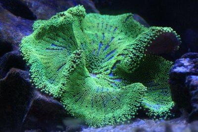 Anemone